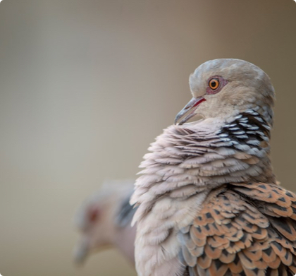 rola-brava, uma das aves em declínio em Portugal