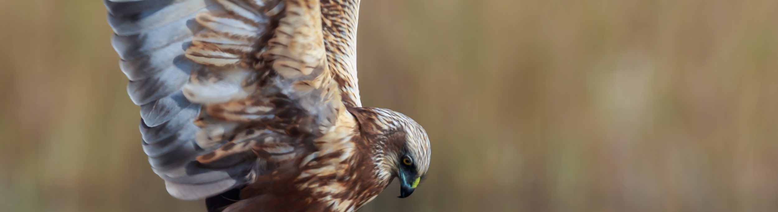 aguia-sapeira ou tartaranhão-ruivo-dos-pauis a apanhar peixe