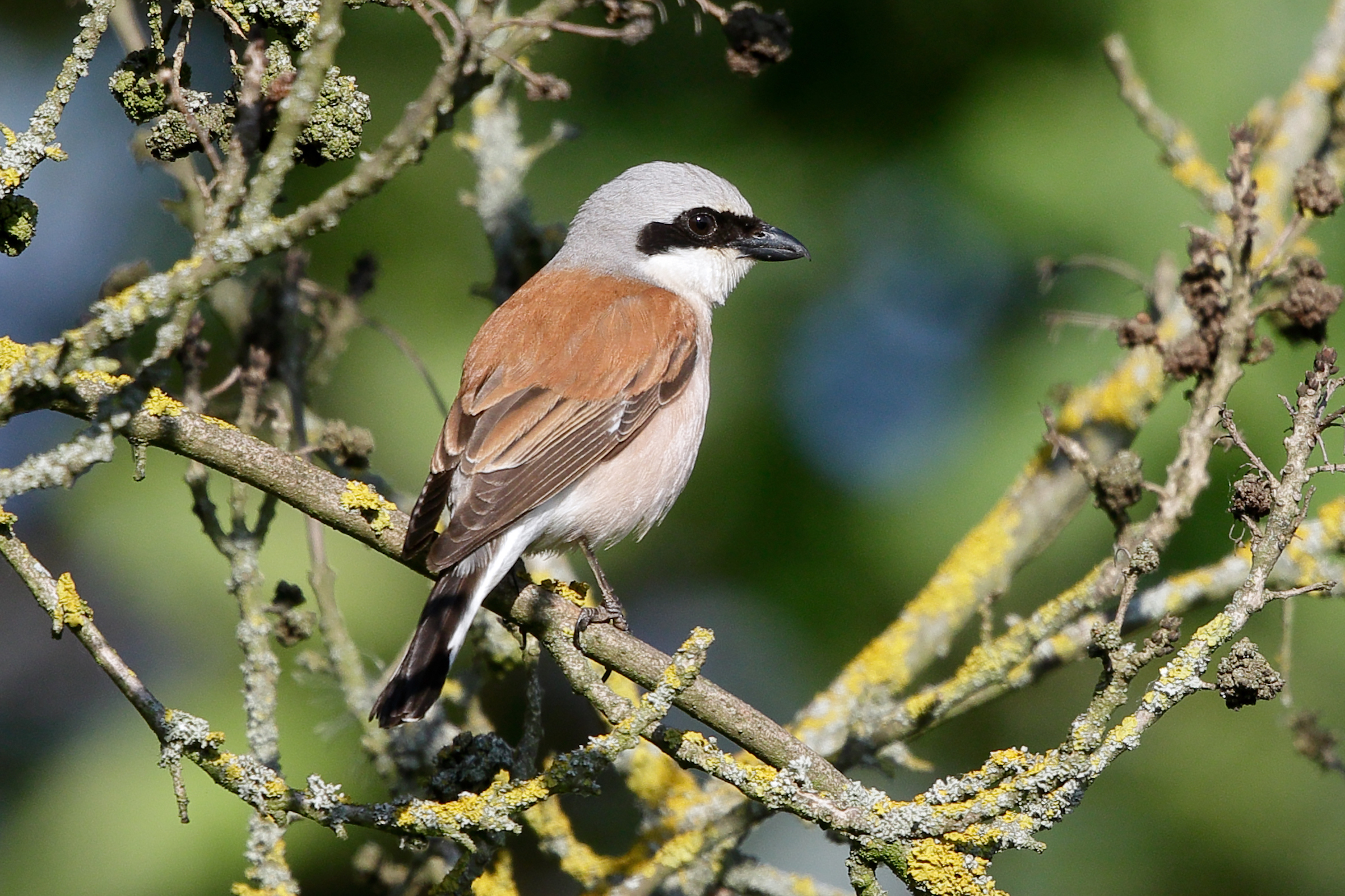 Picanço-de-dorso-ruivo poisado num ramo