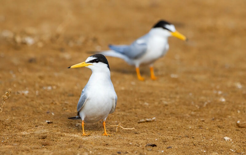 LIFE Ilhas Barreira: seis anos de conservação deixam legado na Ria Formosa