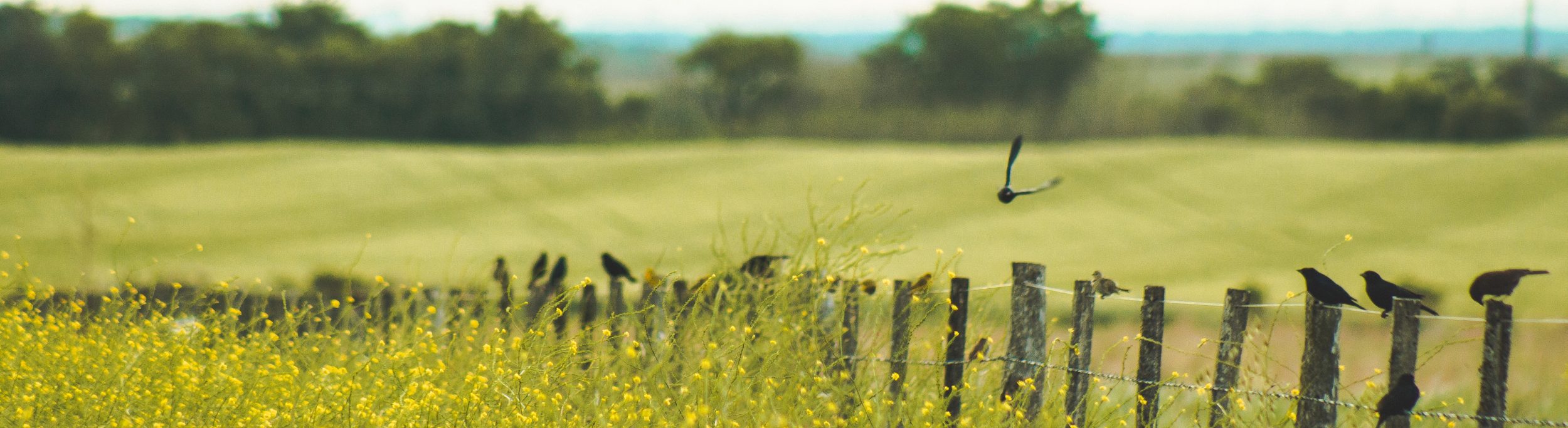 campo agrícola com aves na vedação