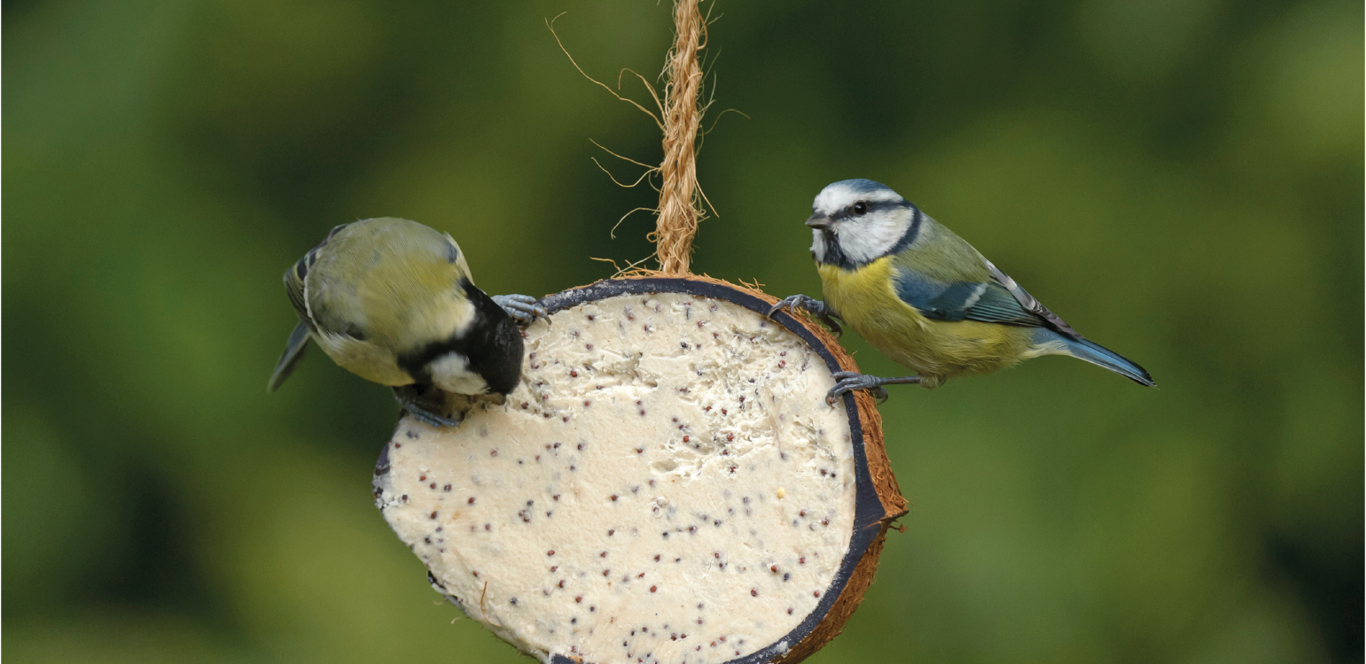 injured bird food