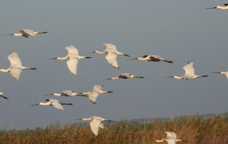 Stop Tagus airport, say citizens and conservationists worldwide