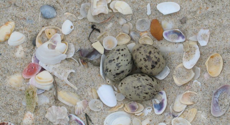Quando for à praia, cuidado para não pisar ovos ou crias
