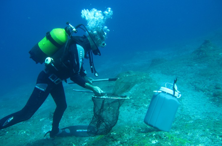 João Correia a fazer mergulho