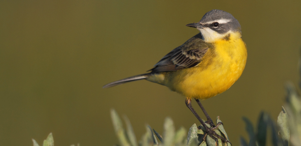 alvéola-amarela ibérica