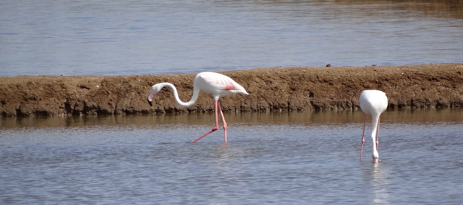 flamingos nas salinas