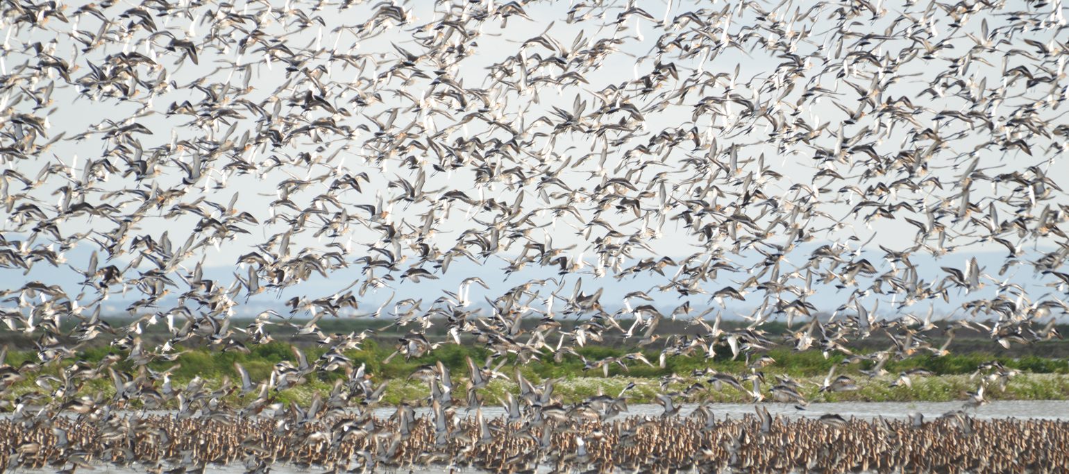 bando de maçaricos na água e em voo, no Estuário do Tejo