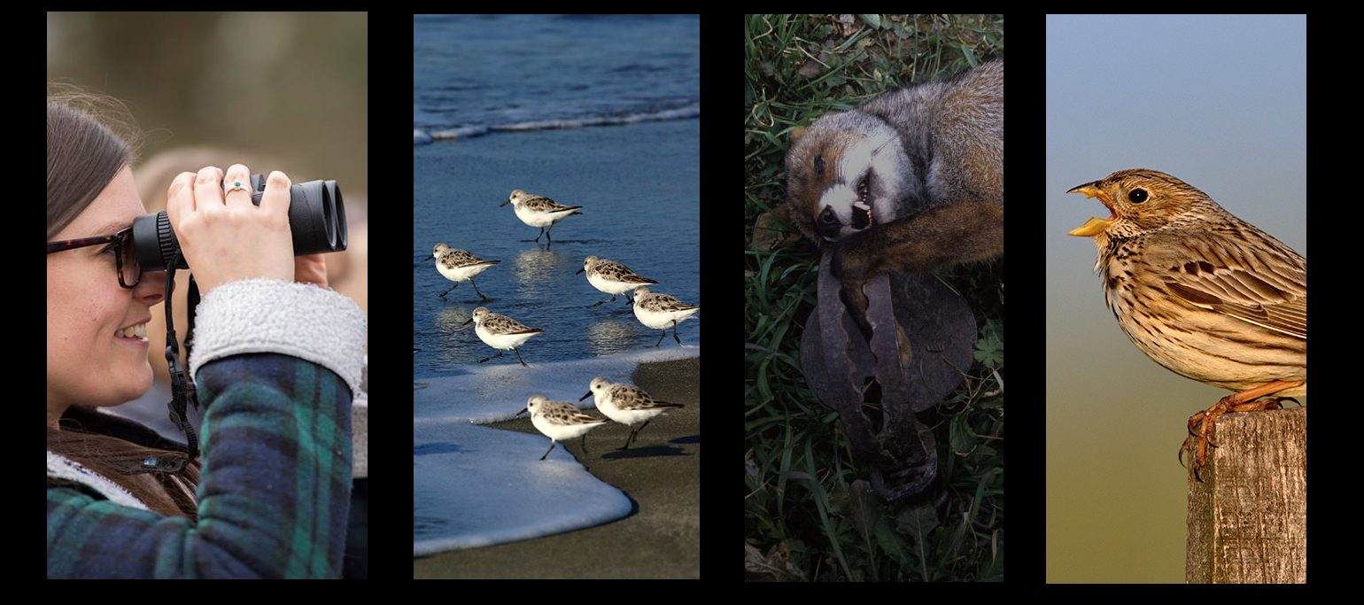 tiras de fotos: mulher com binóculos, aves na praia, raposa presa em armadilha e trigueirão a cantar