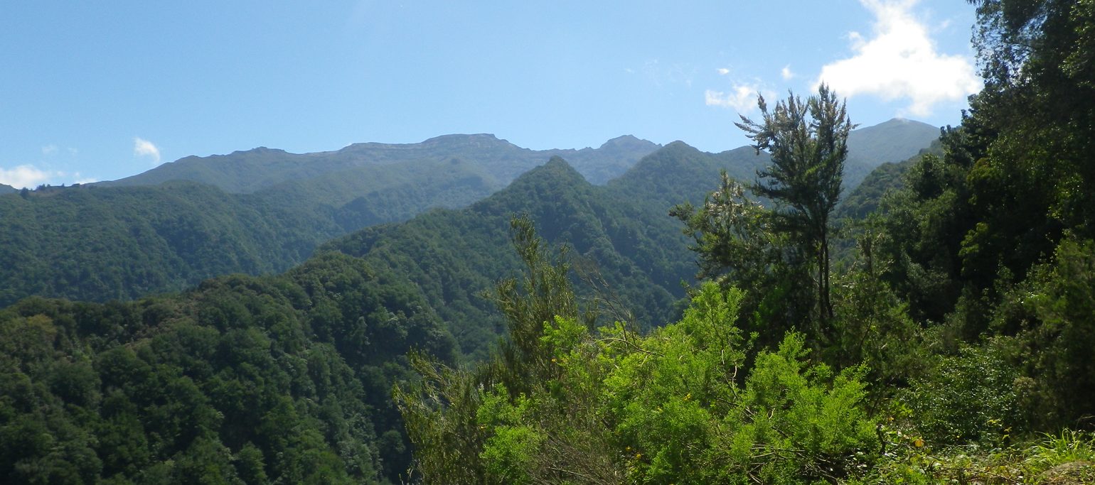 paisagem de laurissilva na Madeira