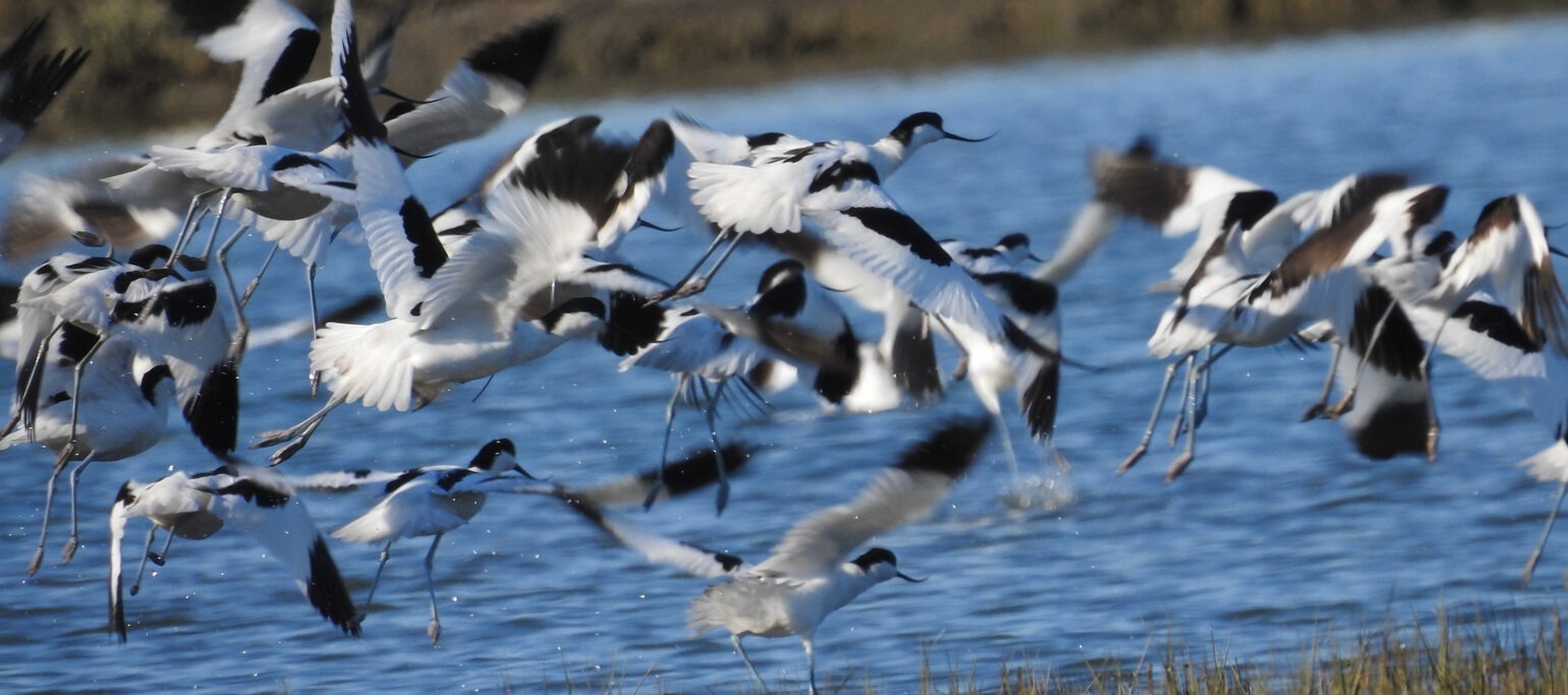 bando de aves no Estuário do Sado