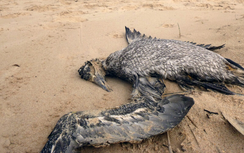 Porque é que os animais marinhos vêm dar à costa?