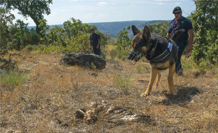 brigada de deteção de venenos (cão e agentes da GNR) junto ao cadáver de uma ave de rapina