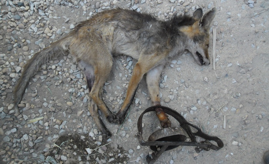 raposa morta em armadilha