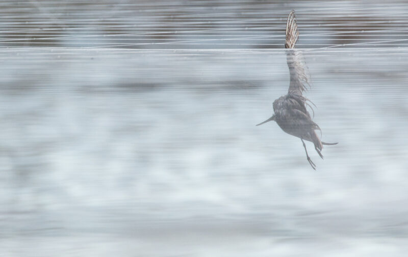 Aquaculturas: aves continuam a morrer perante inação das autoridades