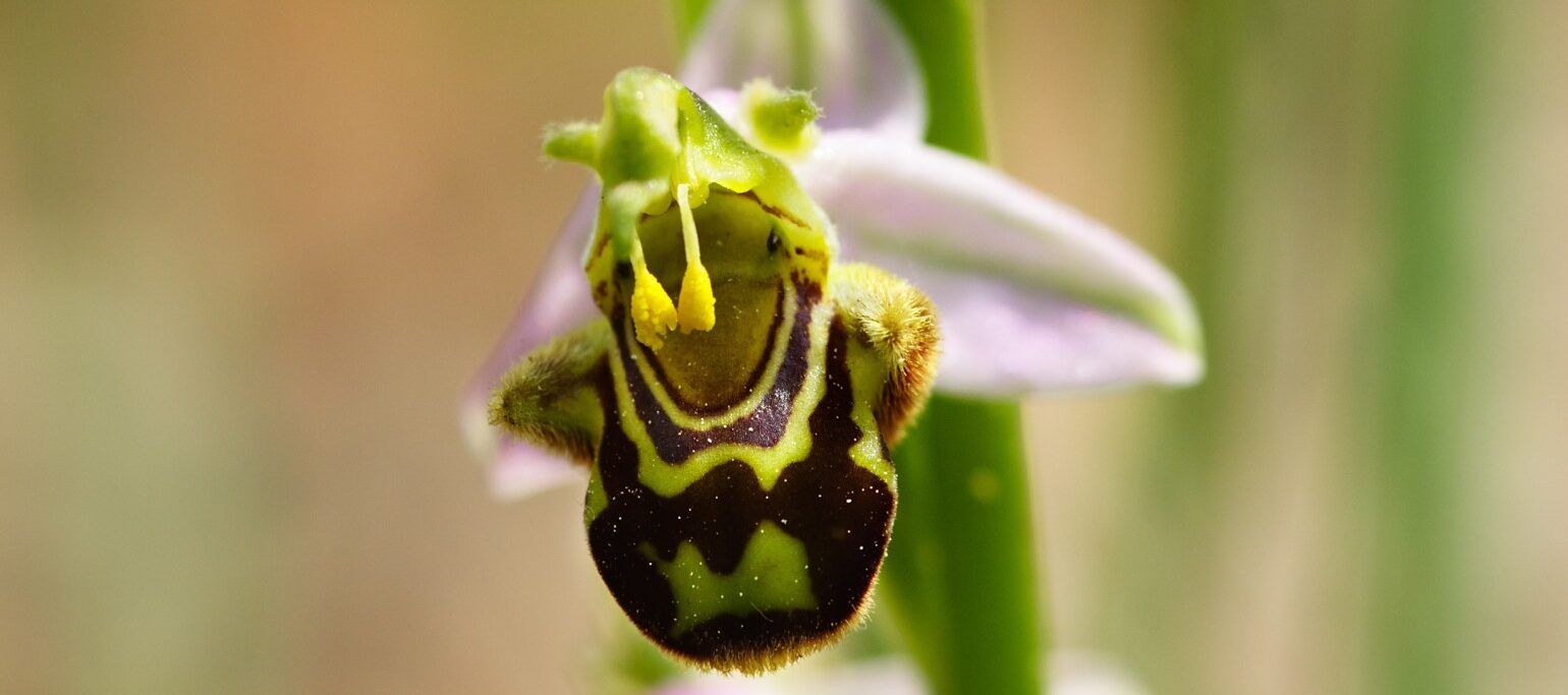 orquídea selvagem