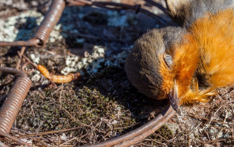 Armadilhas para aves podem ser proibidas esta semana