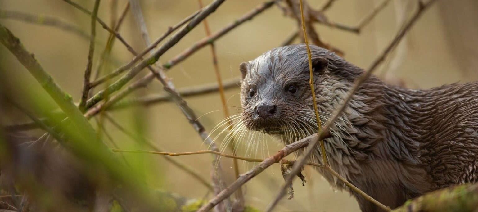 lontra, um dos mamíferos que iremos procurar nesta atividade para famílias