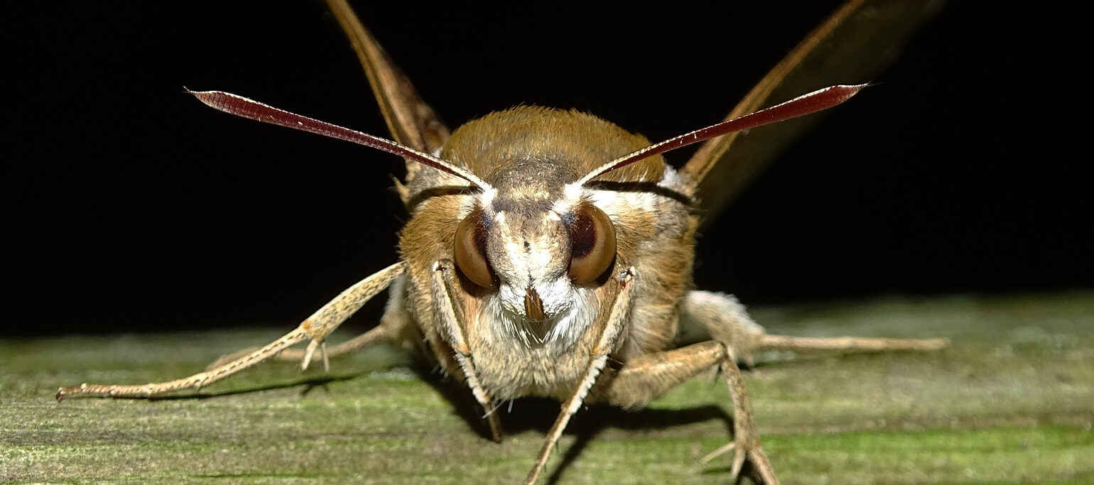 borboleta noturna