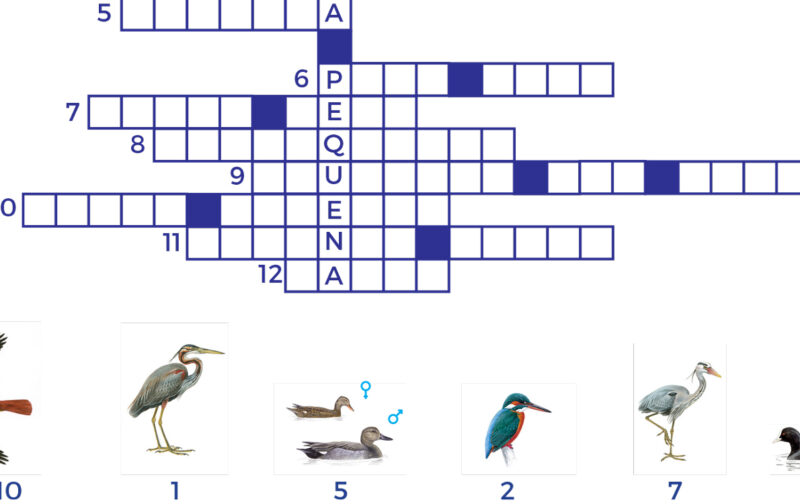 Crucigrama: aves da lagoa