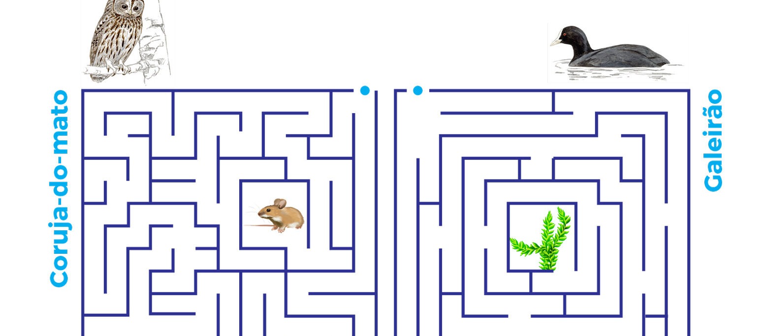 parte dos labirintos alimentacão das aves