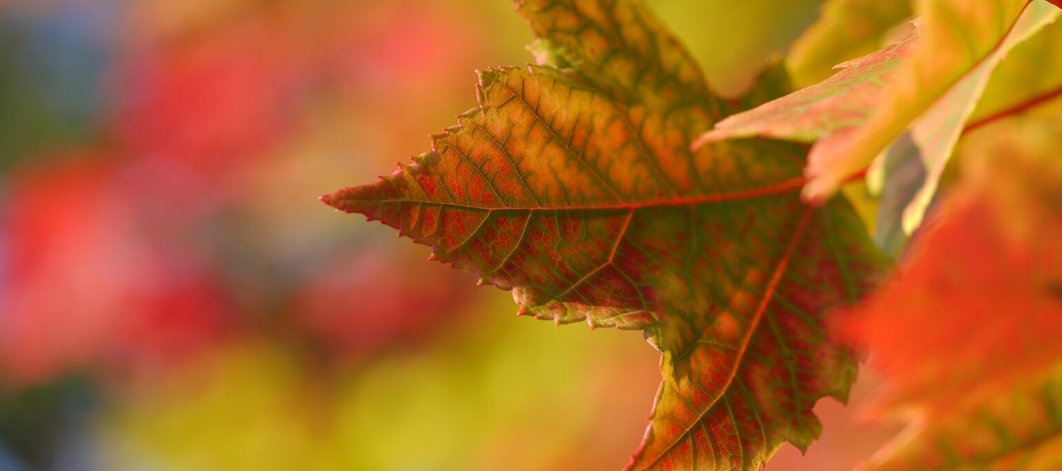 folhas com cores avermelhadas e alaranjadas e veios verdes, com mais cores da natureza em fundo (desfocado)