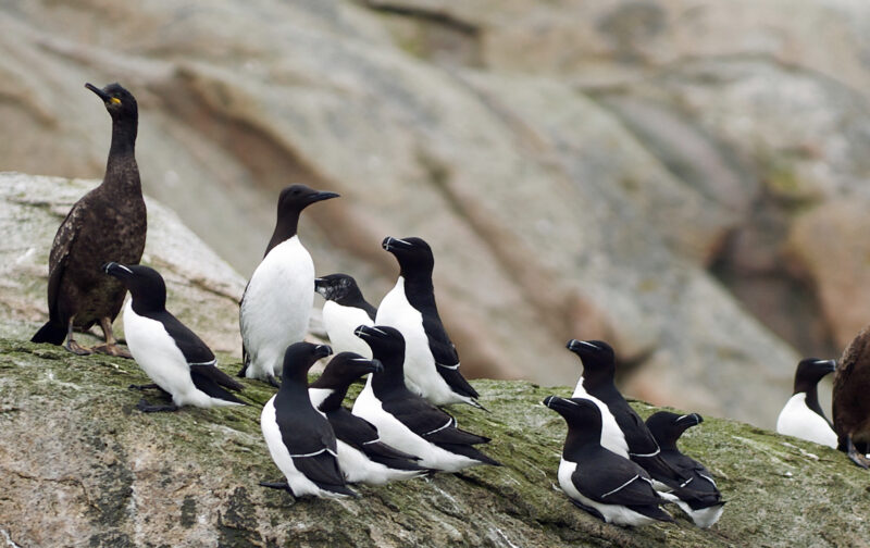 Aves marinhas na agenda