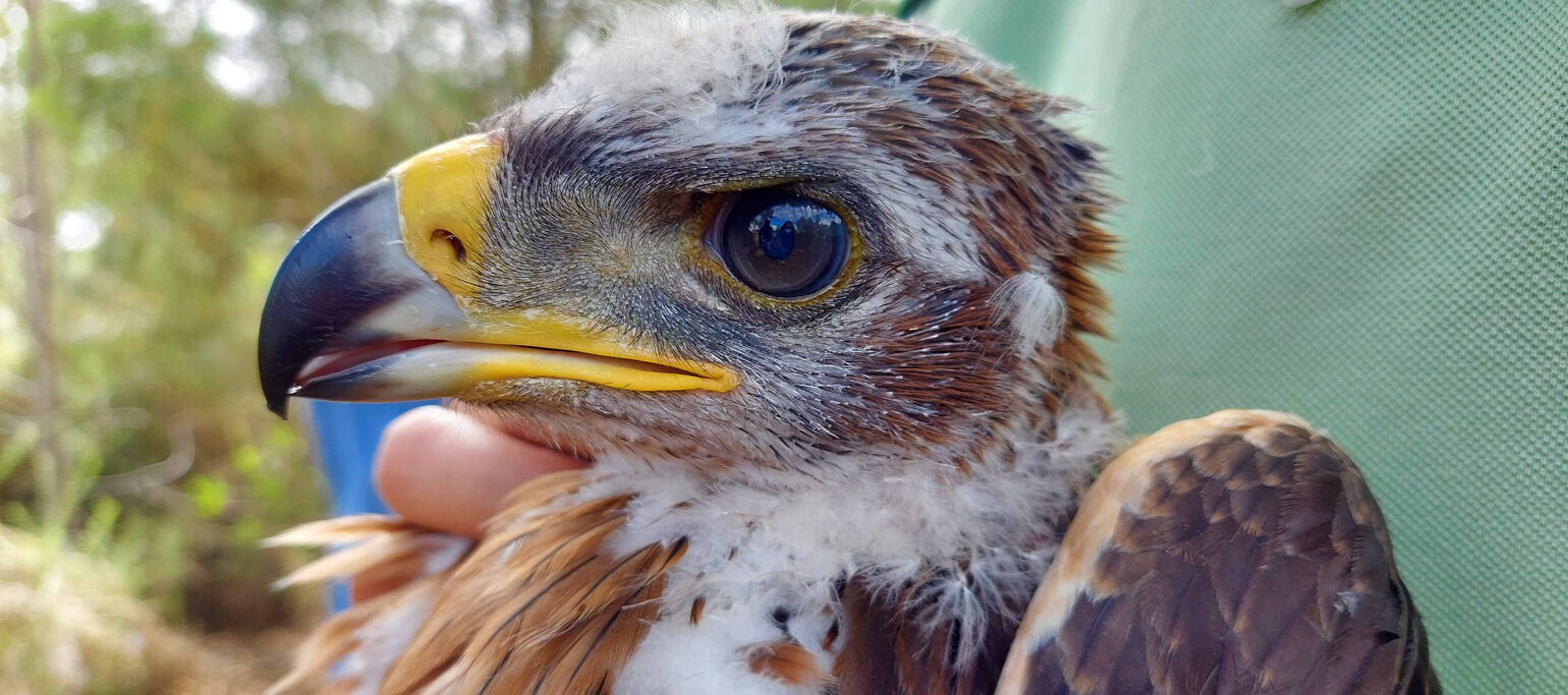cria de águia-de-bonelli a ser equipada com transmissor GPS no projeto LIFE LxAquila
