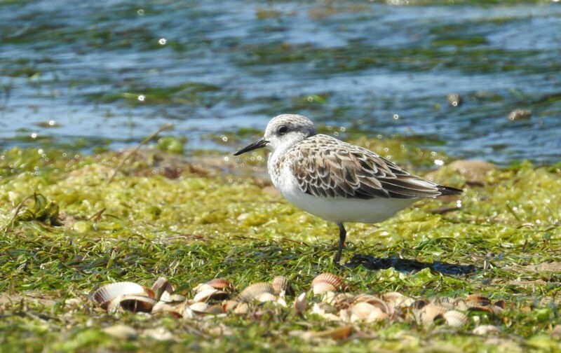 Especialistas mostram as aves em Faro e na Culatra