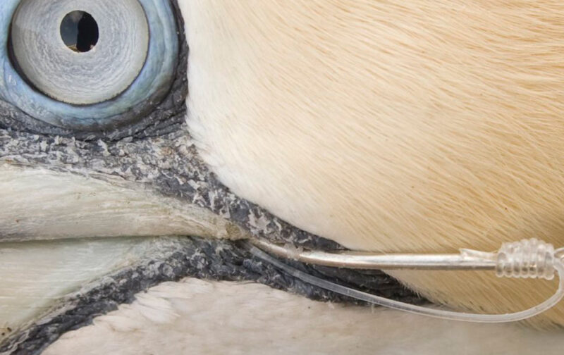 Pesca fantasma: uma ameaça real à vida marinha