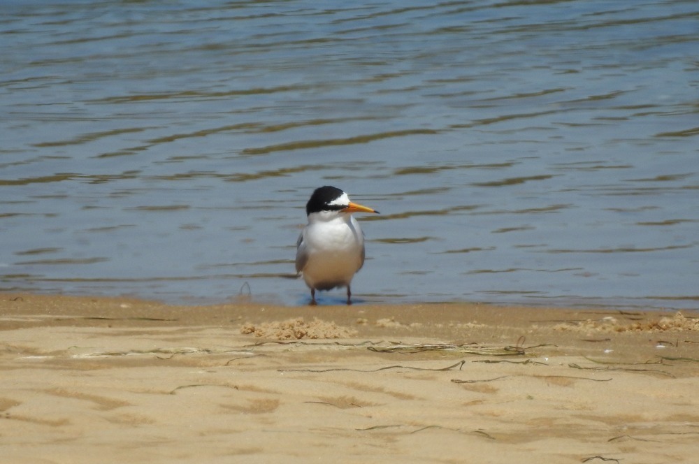 Chilreta (ou andorinha-do-mar-anã) poisada na praia