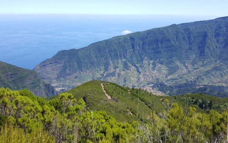 Boas notícias para a Laurissilva da Madeira