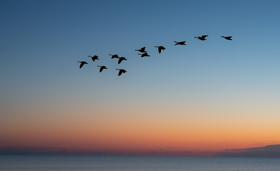 bando de aves em migração