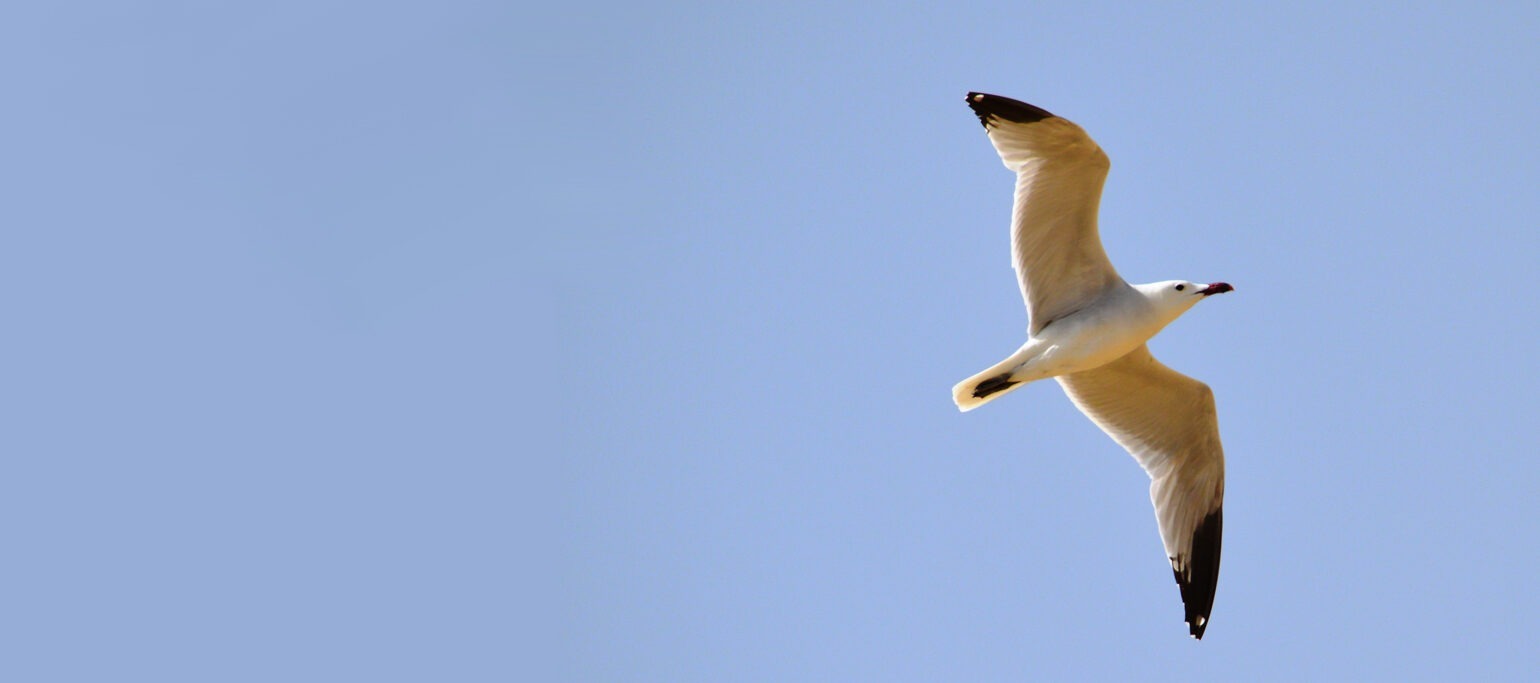 gaivota-de-audouin em voo sobre céu azul