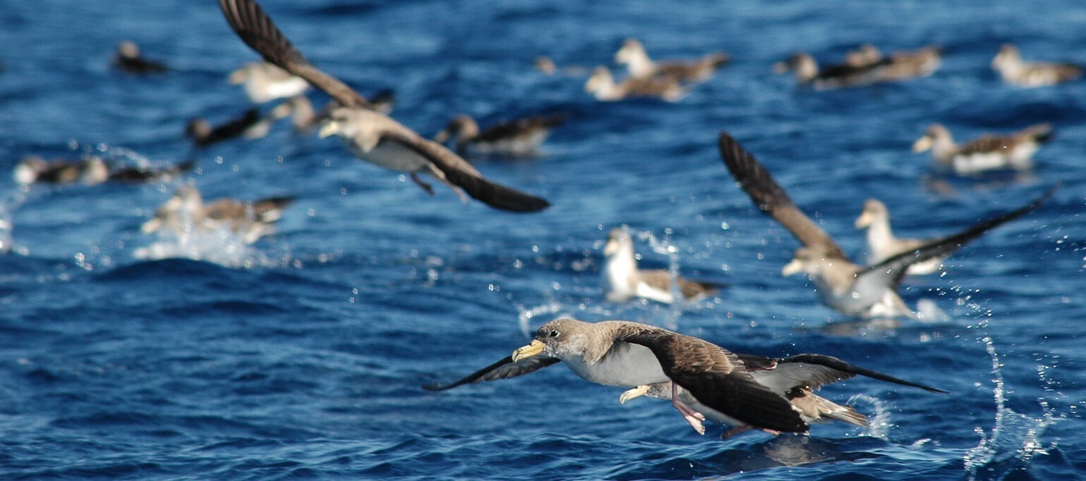 aves marinhas (cagarras) a levantar voo a partir do mar