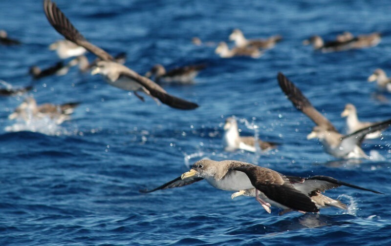 Ciclo Aves Marinhas regressa em Setembro