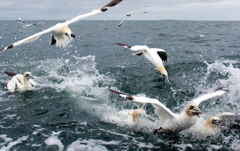 Identificado “hotspot” para aves marinhas