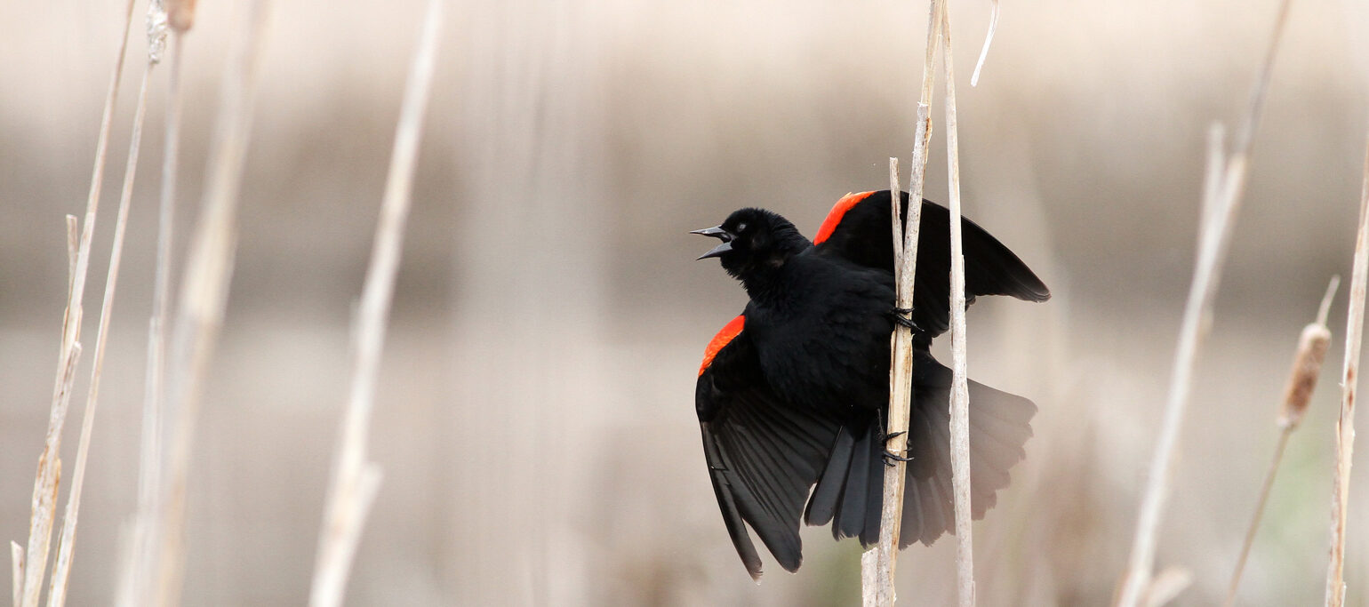 Graúna-d’asa-vermelha (Red-winged Blackbird) poisado numa tabúa a cantar