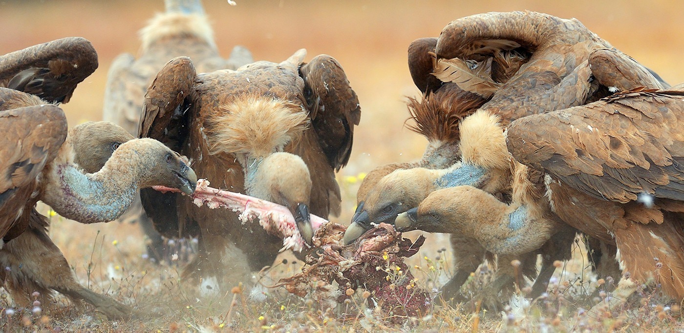 grifos a alimentar-se de um animal morto, a que poderá assistir no EuroBirdwatch em Escalhão