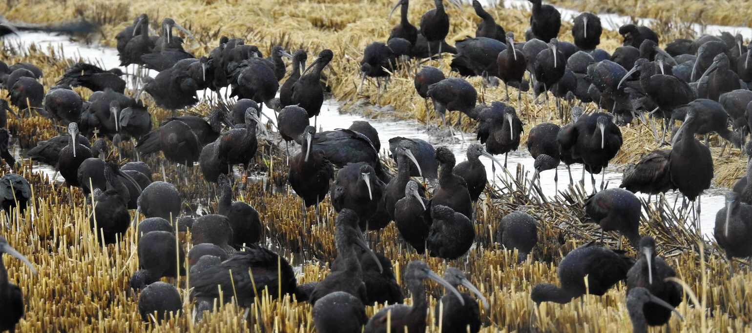 bando de íbis-preta no estuário do Tejo, uma das aves ameaçada pelo aerporto do montijo