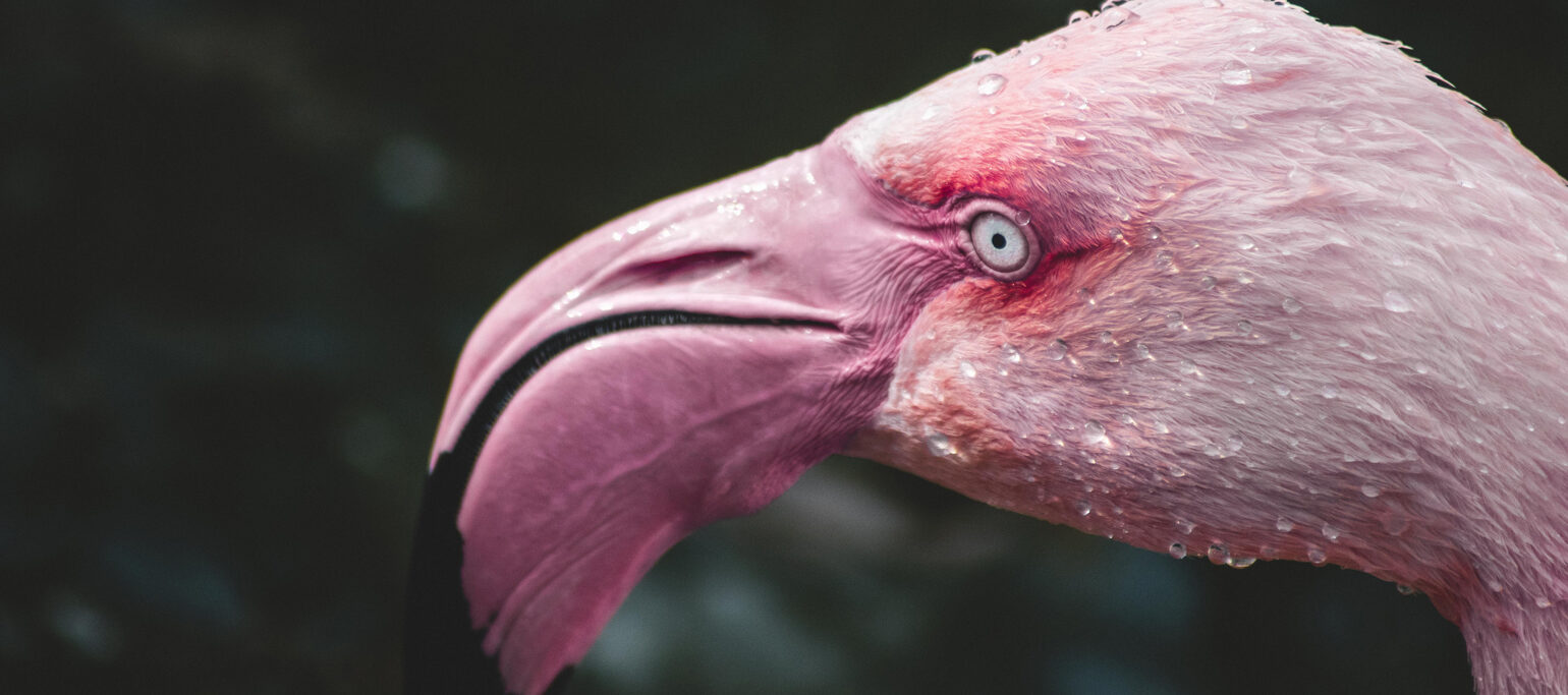 grande plano da cabeça de um flamingo, em que se vê bem o bico