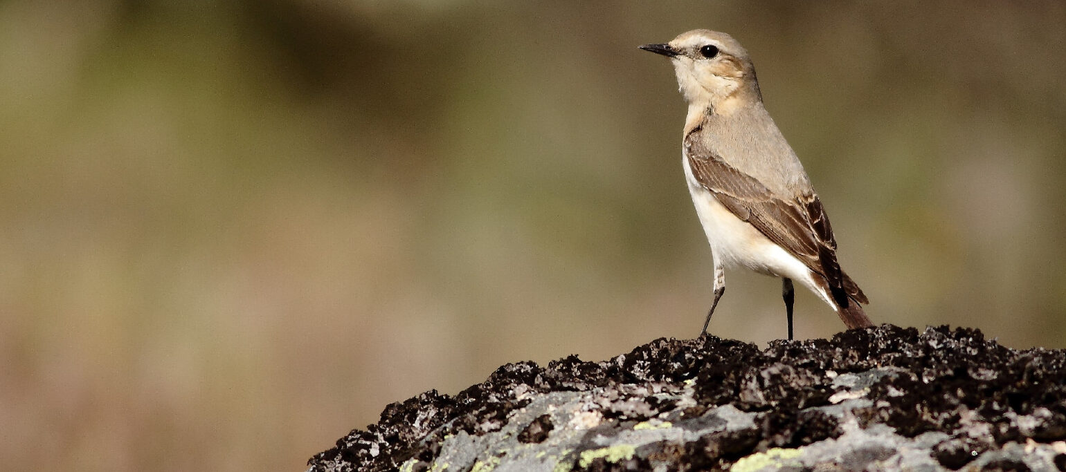 ave pousada numa rocha na Serra da Estrela