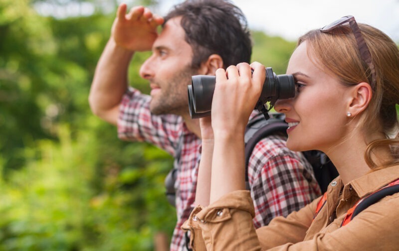 EuroBirdwatch: descubra as aves ao pé de si