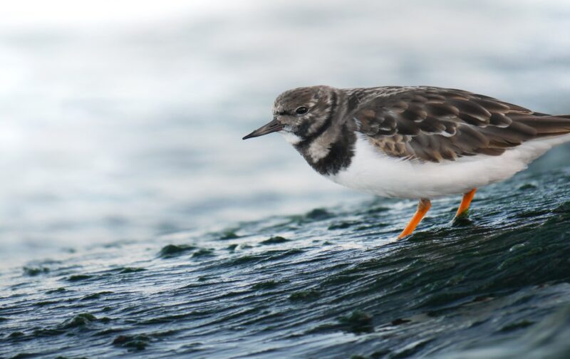 Declínio mundial das aves costeiras: Portugal tem responsabilidade especial