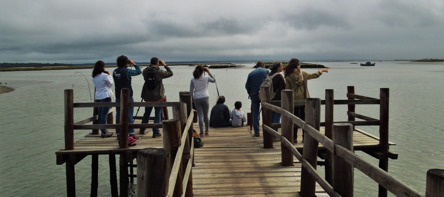 observadores de aves na Mourisca, junto à água