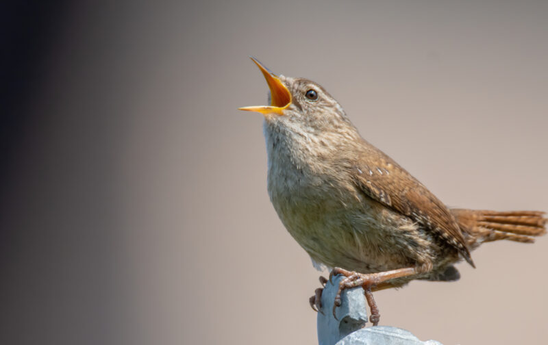 Porque cantam as aves?