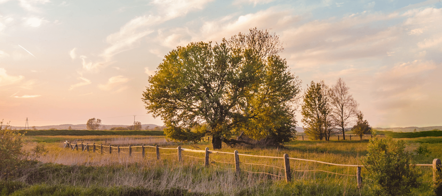 campo agrícola com árvores e biodiversidade