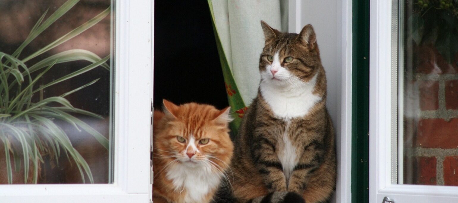 gatos à janela