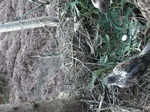 águias-de-bonelli no ninho com ovo, vistas pela webcam
