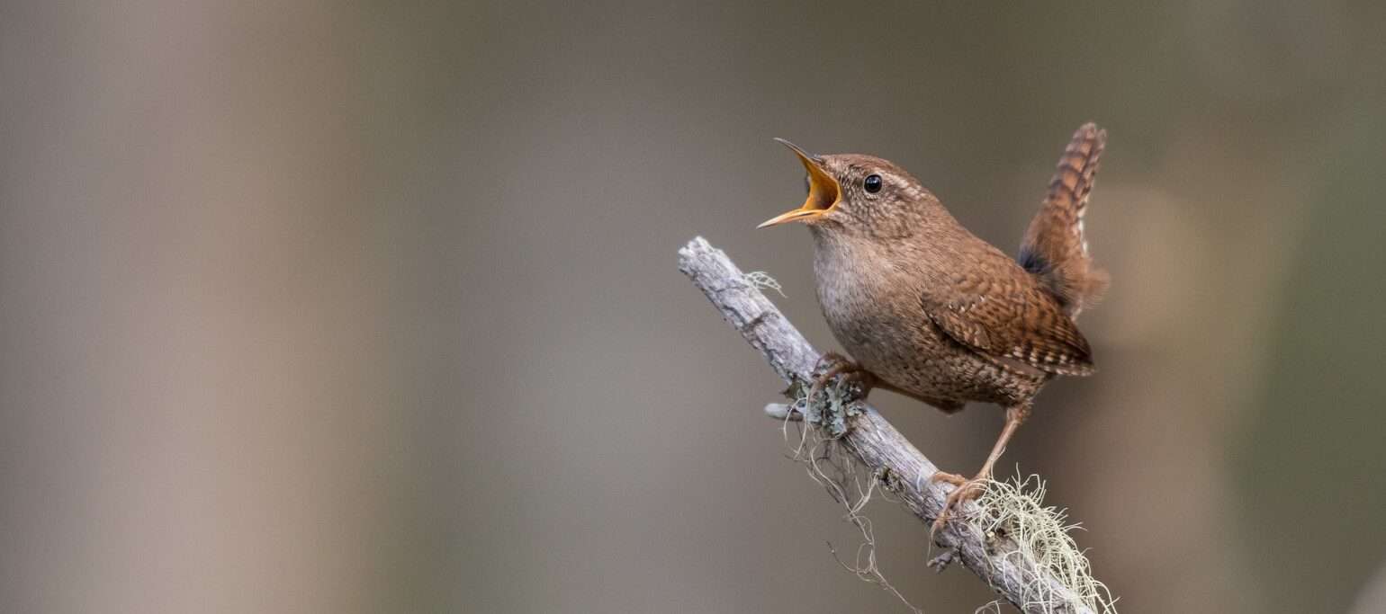 carriça a cantar